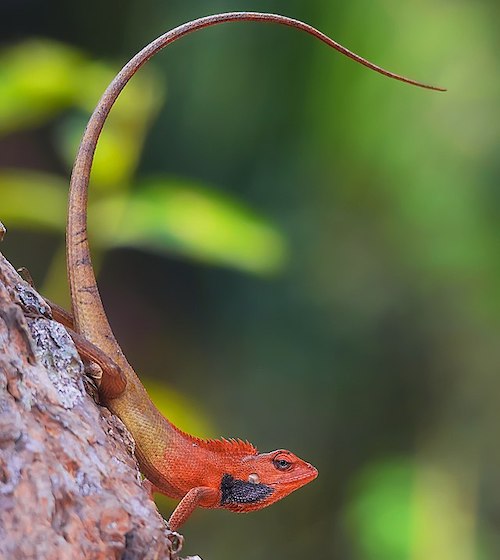 Red-headed lizard